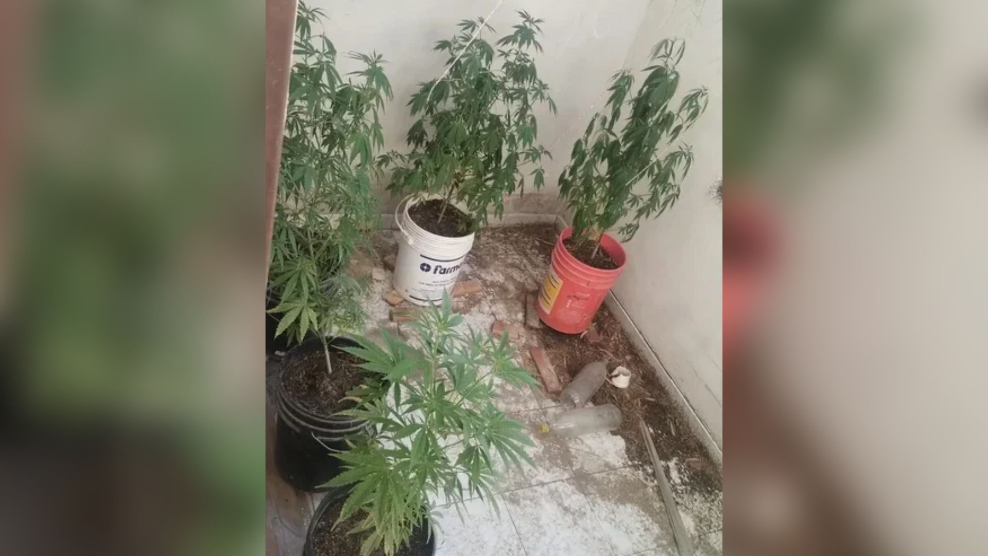 Intentaron robarle plantas de marihuana, se agarraron a piñas y le sacaron tres dientes Intentaron robarle plantas de marihuana, se agarraron a piñas y le sacaron tres dientes