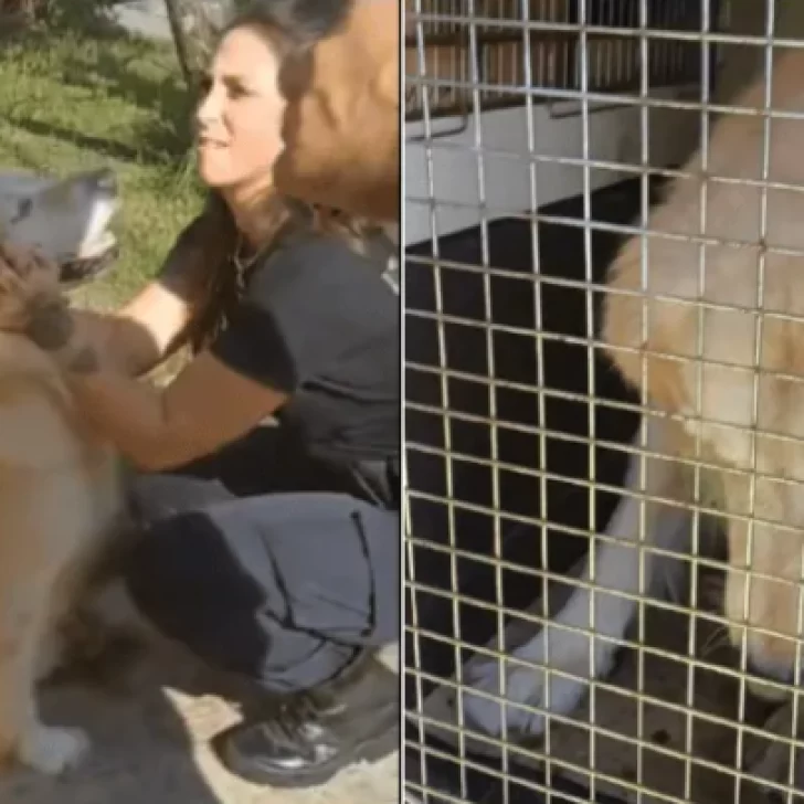 Denunciaron a una mujer llevó a su perro a la carnicería para que lo faenaran: “Ya está en edad”