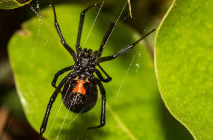 Picaduras de arañas Viudas Negras: especialista del Malbrán revelará todo lo que hay que saber en una charla en Río Gallegos