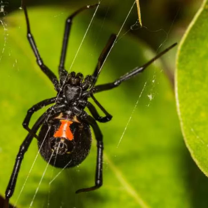 Picaduras de arañas Viudas Negras: especialista del Malbrán revelará todo lo que hay que saber en una charla en Río Gallegos