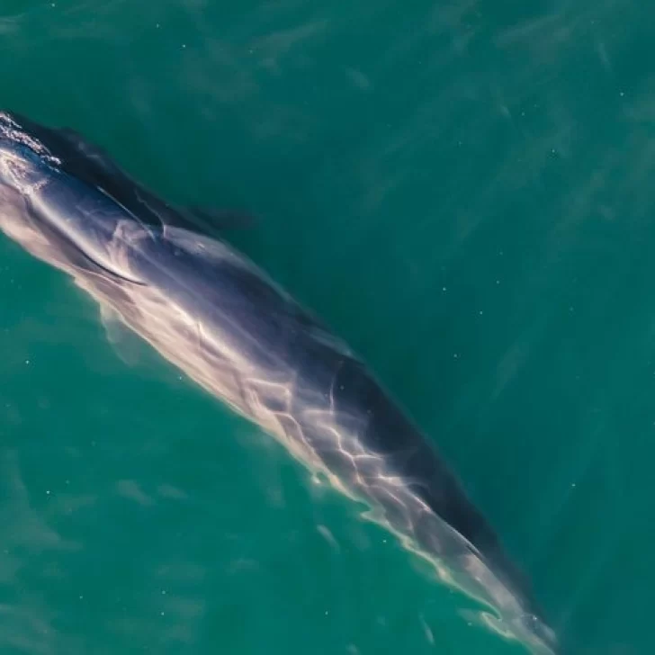 Estudio de la ballena sei en el Golfo San Jorge: “National Geographic está interesado en realizar un documental”