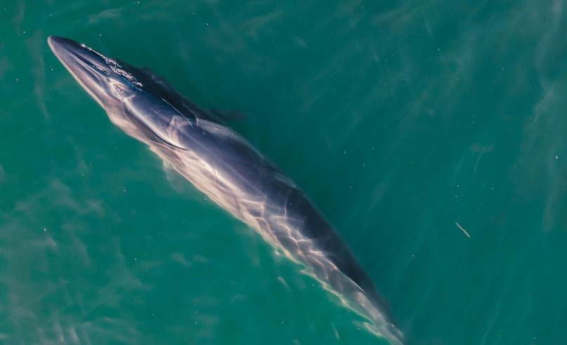 Estudio de la ballena sei en el Golfo San Jorge: “National Geographic está interesado en realizar un documental”