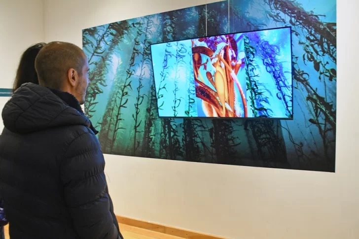 “Bosques sumergidos” se exhibe en el Museo de Arte Eduardo Minnicelli
