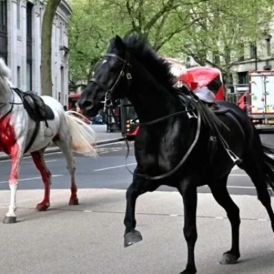 Pánico en Londres: caballos de la Guardia Real escaparon e hirieron a varias personas