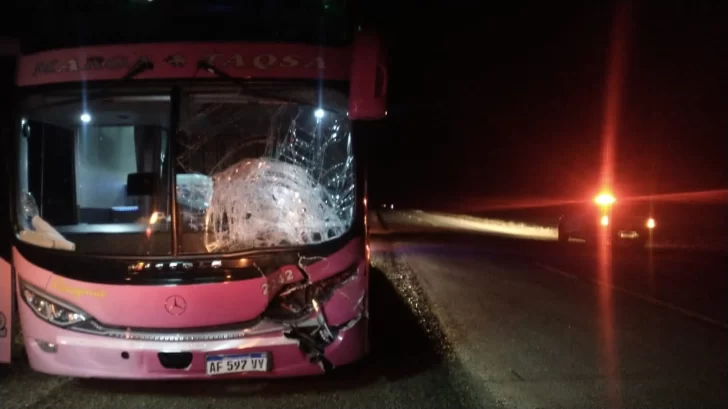 Un colectivo chocó contra un guanaco en plena Ruta 3