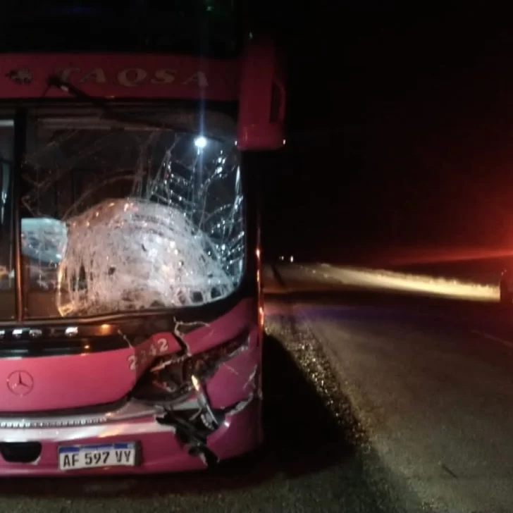 Un colectivo chocó contra un guanaco en plena Ruta 3