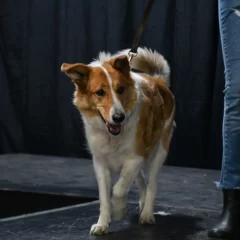 Llega la 8va Expo Animal para disfrutar con toda la familia
