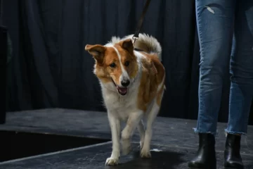 Llega la 8va Expo Animal para disfrutar con toda la familia