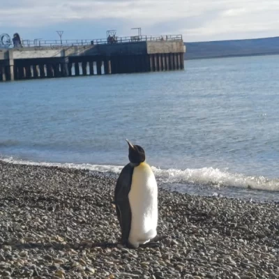 Apareció un pingüino emperador en la costanera de Río Gallegos