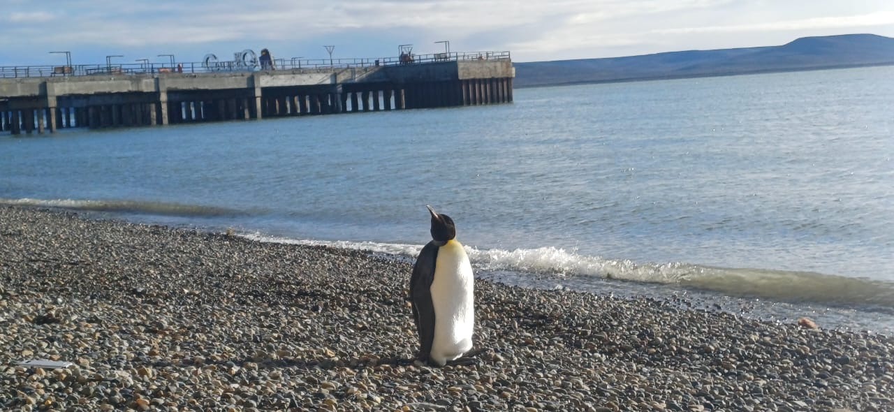Apareció un pingüino emperador en la costanera de Río Gallegos