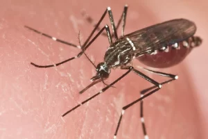 Confirmaron un caso de dengue en Santa Cruz: qué se sabe Confirmaron un caso de dengue en Santa Cruz: qué se sabe