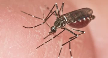 Tenía 25 años y murió por dengue: no presentaba comorbilidades Tenía 25 años y murió por dengue: no presentaba comorbilidades
