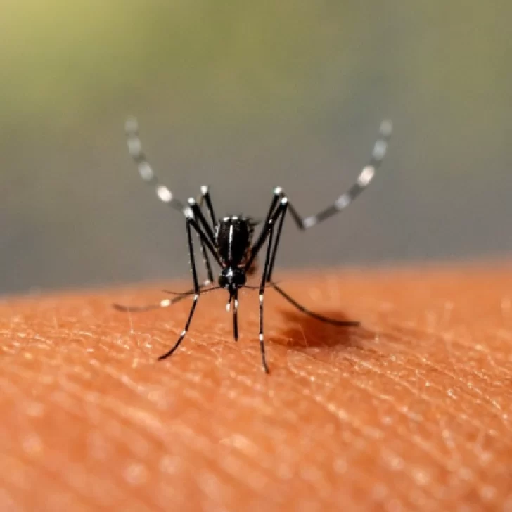 El Ministerio de Salud informó que ya son 161 los muertos por dengue y hay 232.996 casos registrados