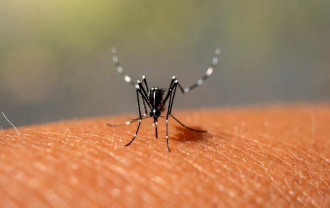 El Ministerio de Salud informó que ya son 161 los muertos por dengue y hay 232.996 casos registrados