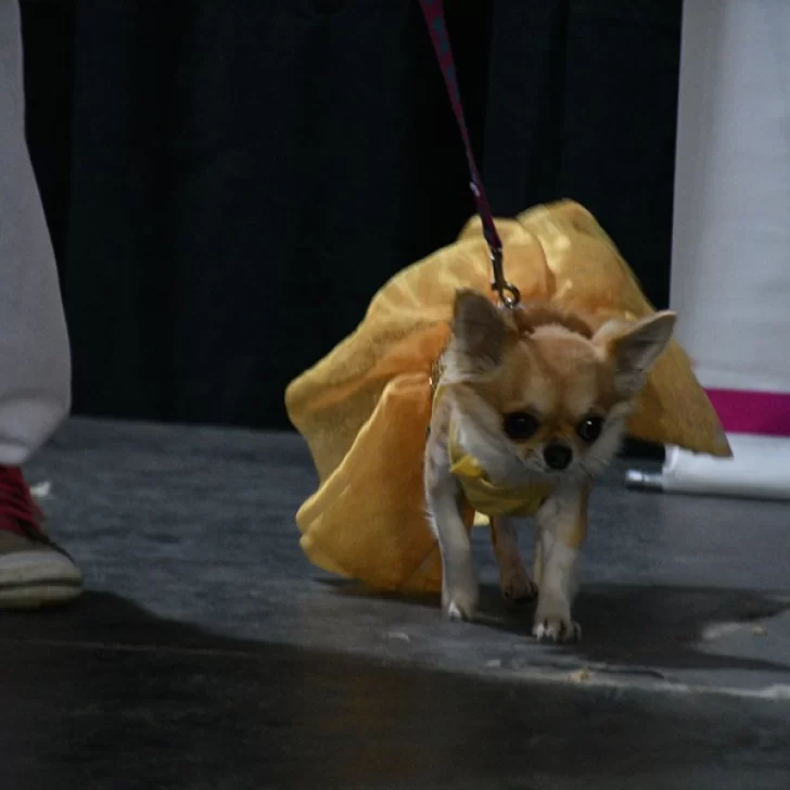 ¡Guau, qué desfile!: las mejores fotos de la Expo Animal