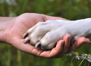 Día del Animal: ¿Por qué se celebra el 29 de abril en Argentina?
