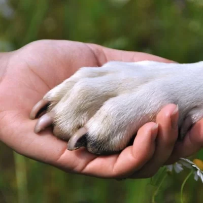 Día del Animal: ¿Por qué se celebra el 29 de abril en Argentina? Día del Animal: ¿Por qué se celebra el 29 de abril en Argentina?