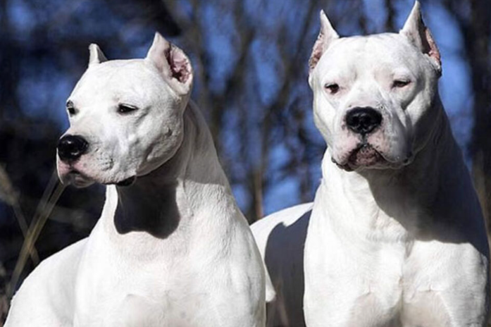 Entró a robar a una casa, dos perros dogos lo atacaron y terminó internado