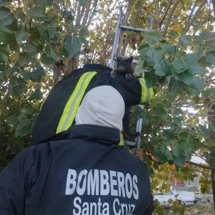 Bomberos al rescate: auxiliaron a un gatito que no podía bajar de un árbol