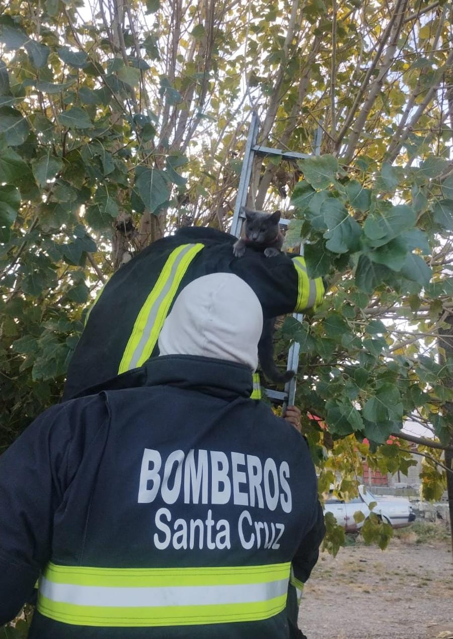 Bomberos al rescate: auxiliaron a un gatito que no podía bajar de un árbol