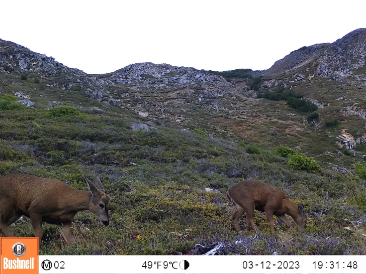 huemules-patagoniad-0239jd203d-728x546
