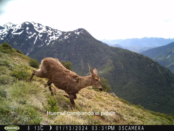 Registraron imágenes inéditas de huemules en la Patagonia usando “cámaras trampa”