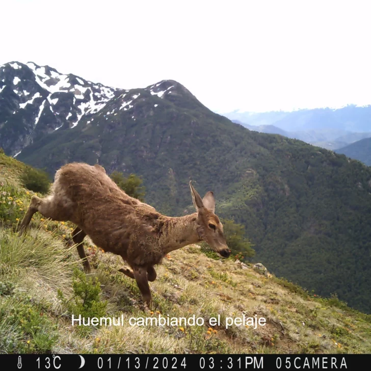 Registraron imágenes inéditas de huemules en la Patagonia usando “cámaras trampa”