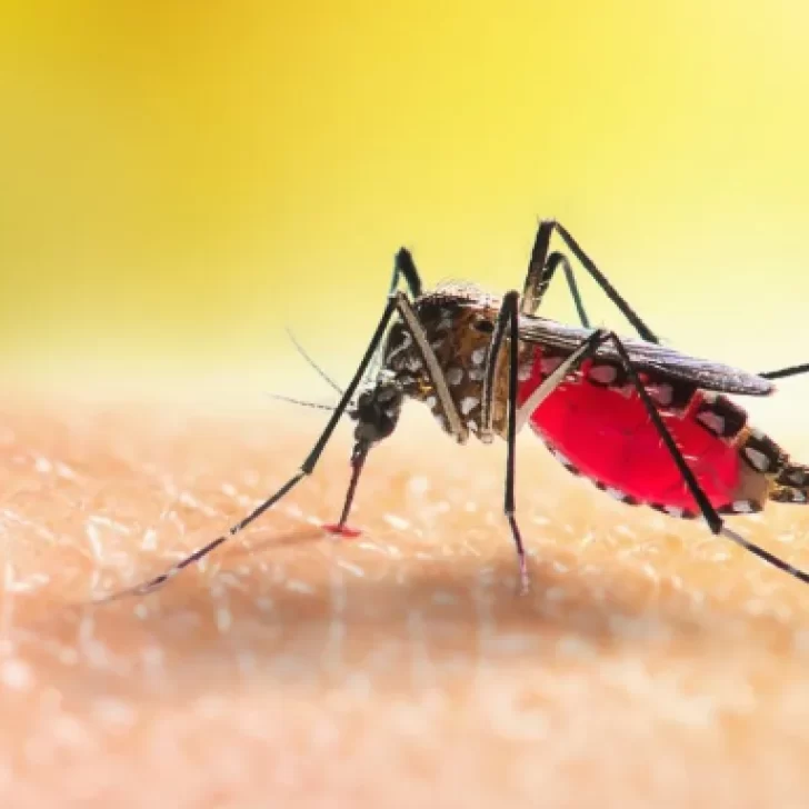 ¿Puede el mosquito del dengue sobrevivir en Santa Cruz?
