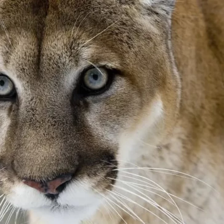 Vieron un puma suelto en la Ciudad de Buenos Aires y aún no fue encontrado