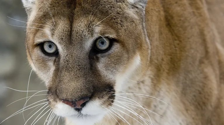 Vieron un puma suelto en la Ciudad de Buenos Aires y aún no fue encontrado