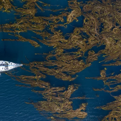 San Julián a la vanguardia del cultivo piloto de algas marinas
