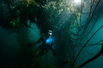 El impactante mundo marino de los bosques sumergidos se puede ver en el Museo de Arte Minnicelli