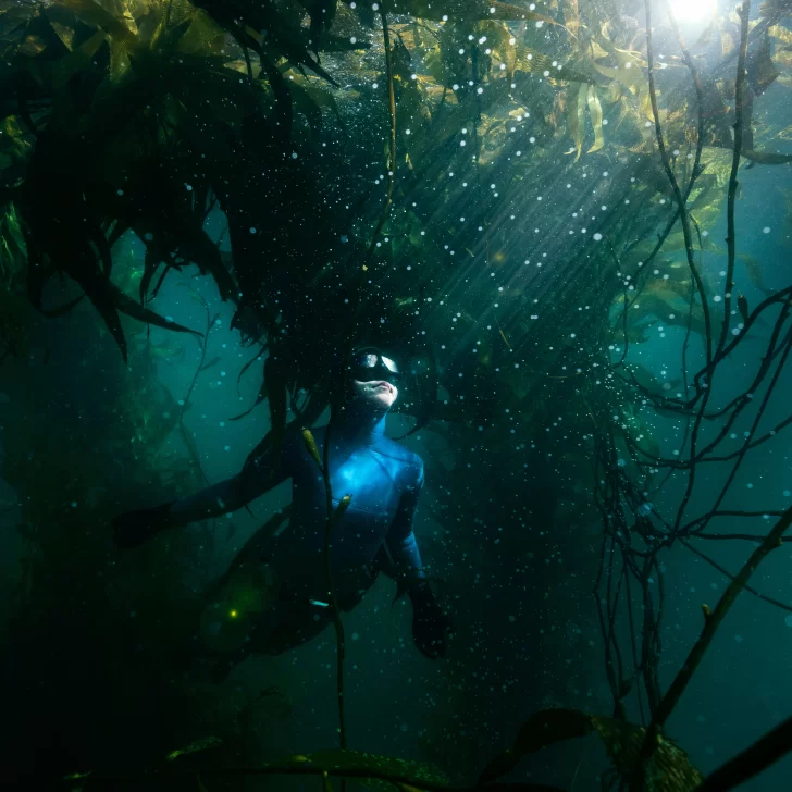 El impactante mundo marino de los bosques sumergidos se puede ver en el Museo de Arte Minnicelli