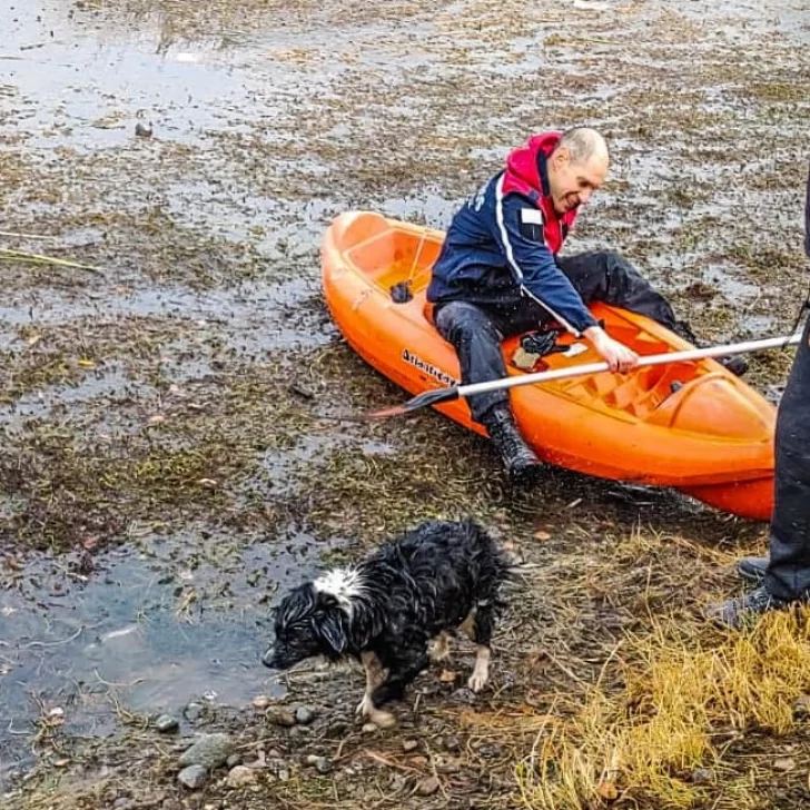 Un perrito quedó atrapado en una laguna congelada y bomberos lo rescataron