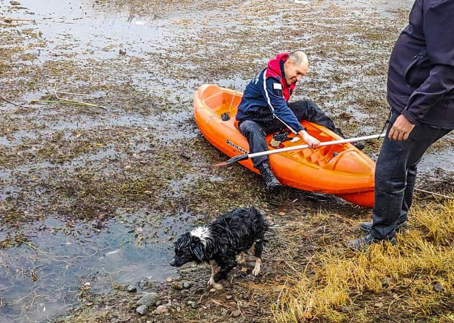 Un perrito quedó atrapado en una laguna congelada y bomberos lo rescataron