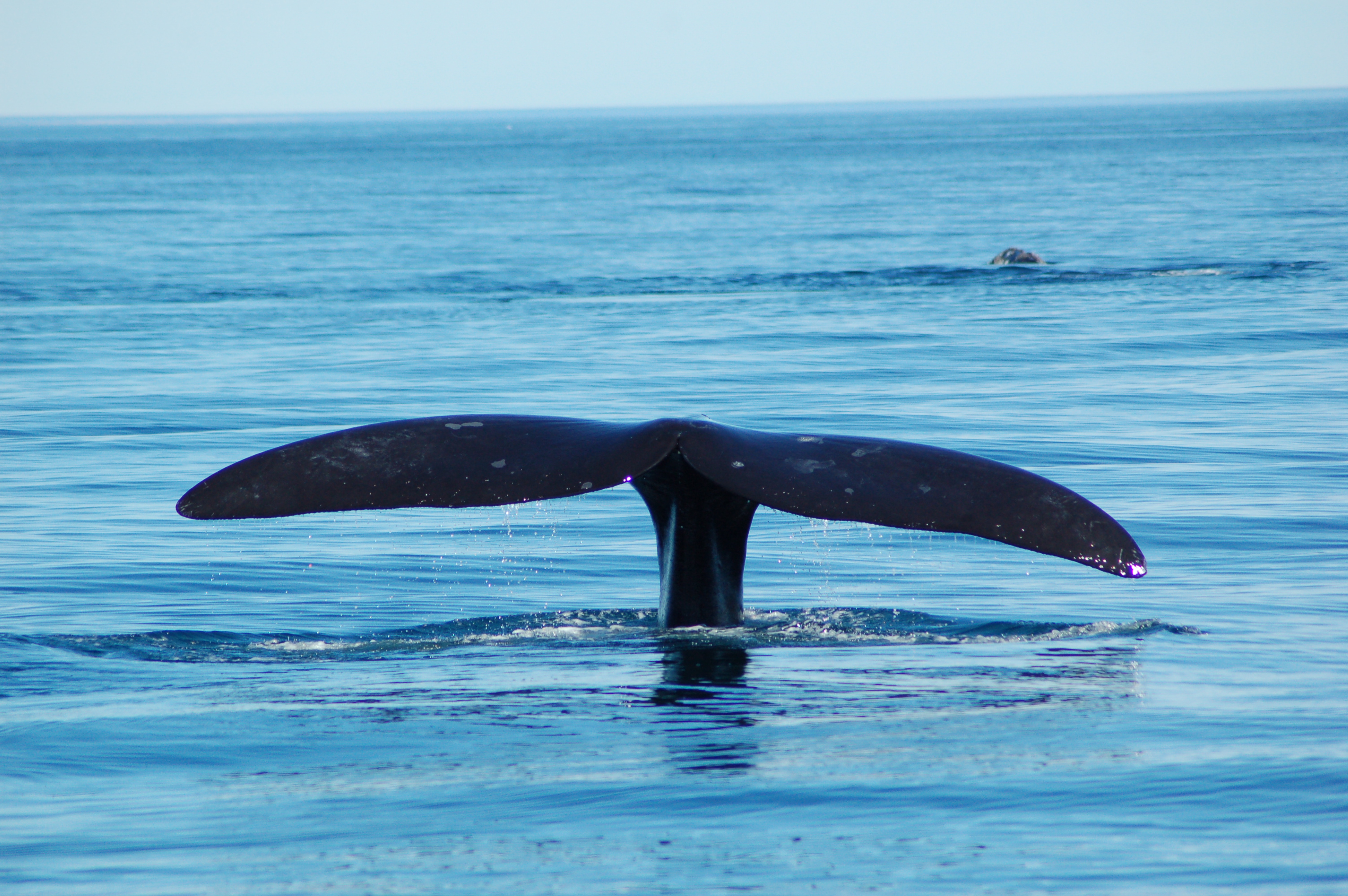 Aleta-caudal-de-una-ballena-franca-austral_Foto-Fundación-Cethus-728x484