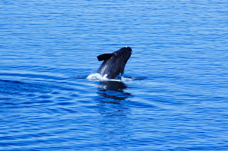 Vuelven las ballenas a Santa Cruz: dónde se pueden ver