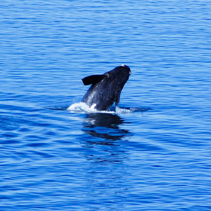 Vuelven las ballenas a Santa Cruz: dónde se pueden ver