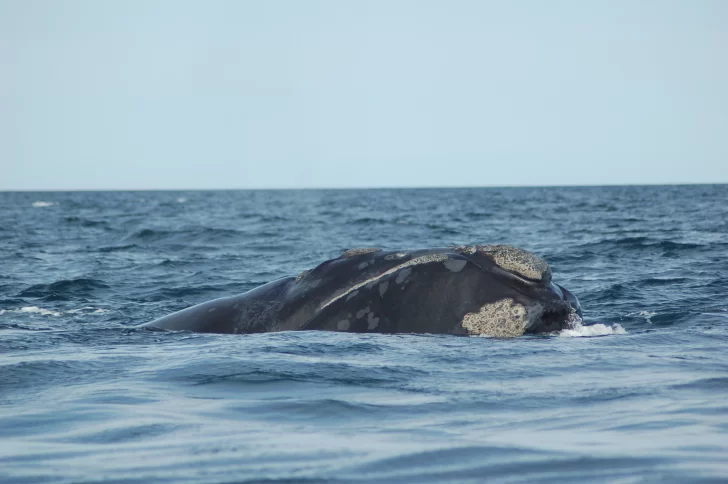 Ballena-franca-austral_Foto-Fundación-Cethus-728x484