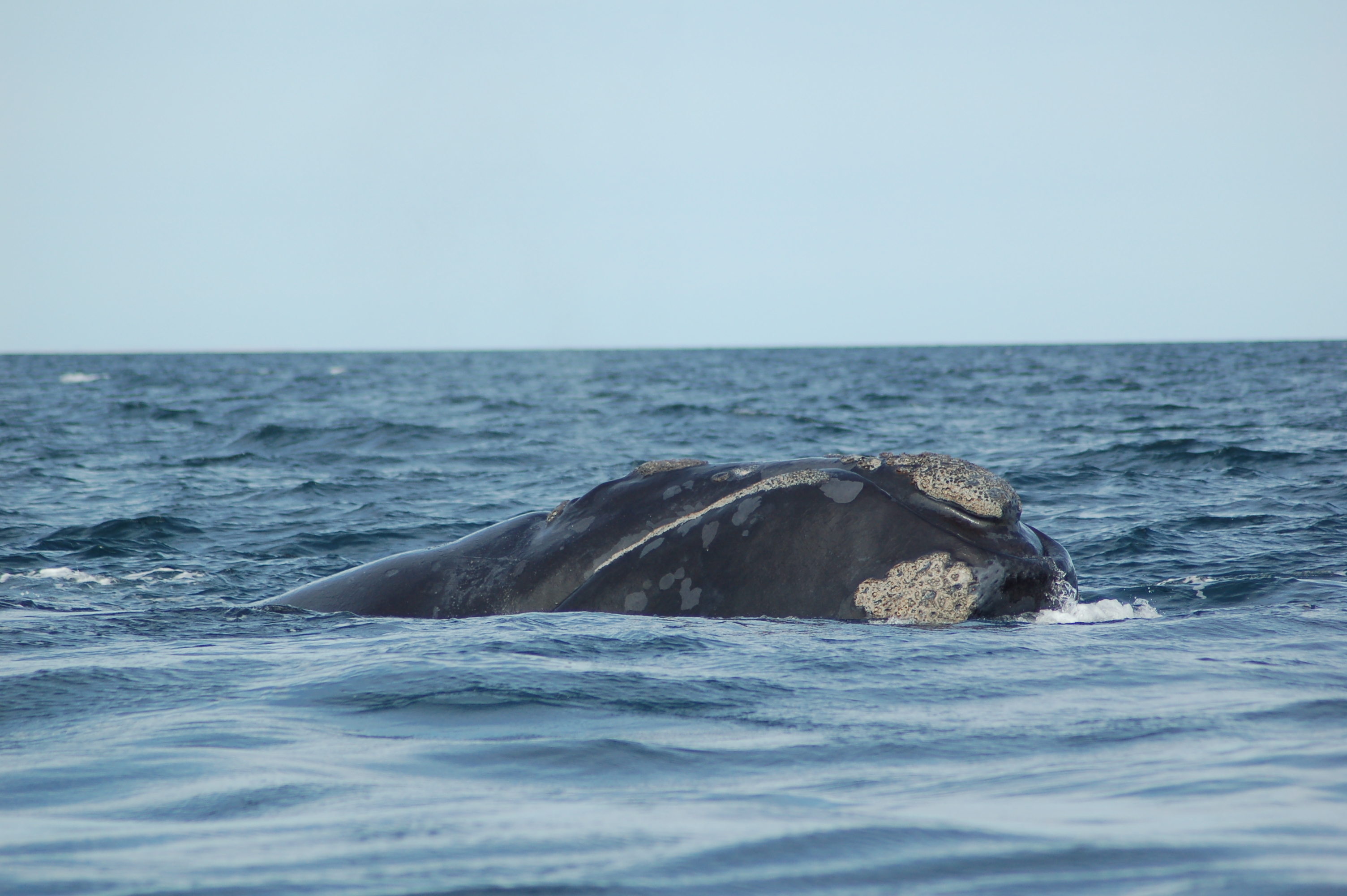 Ballena-franca-austral_Foto-Fundación-Cethus-728x484