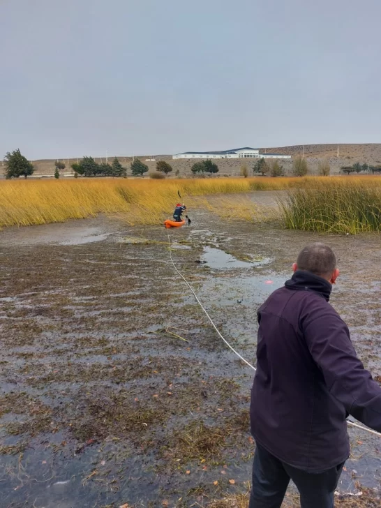 Rescataron a un perro que cayó a una laguna helada en Perito Moreno