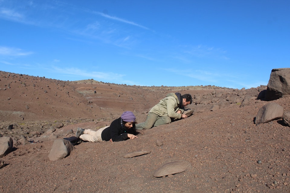 hallaron-dinosaurio-lagarto-calafate-estancia-la-anita-3-728x485