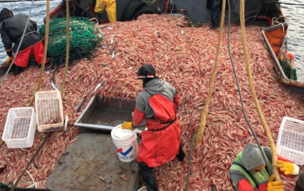  Se vive un momento de incertidumbre por el precio internacional del langostino.