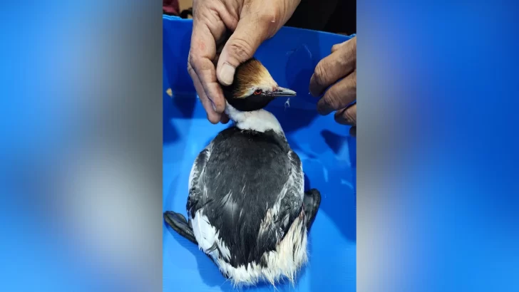 Encontraron a un Macá Tobiano herido y se recupera en la reserva costera
