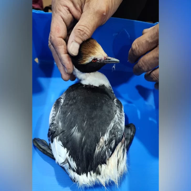 Encontraron a un Macá Tobiano herido y se recupera en la reserva costera