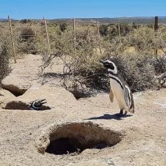 Pidieron cuatro años de prisión para el culpable de la masacre de pingüinos en Punta Tombo 