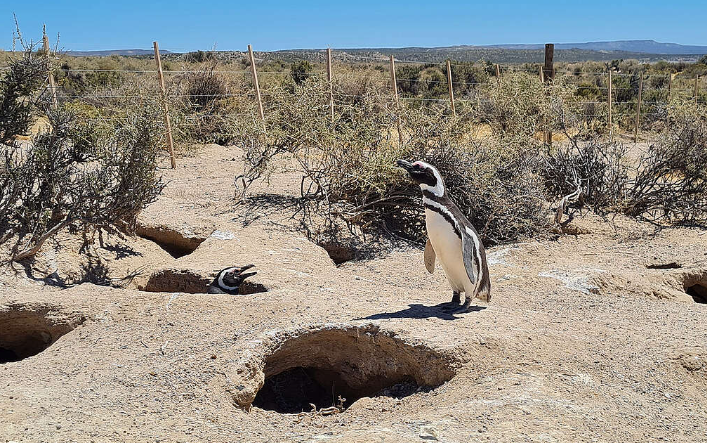 Pidieron cuatro años de prisión para el culpable de la masacre de pingüinos en Punta Tombo 