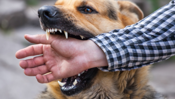 Crearon una unidad especial para abordar el problema de los ataques de perros