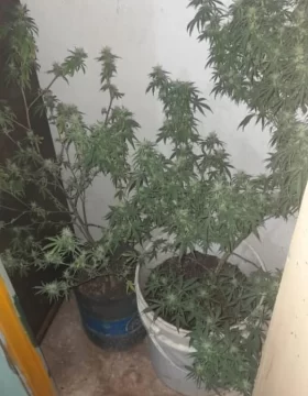 Fueron por una causa de robo y hallaron plantas de marihuana