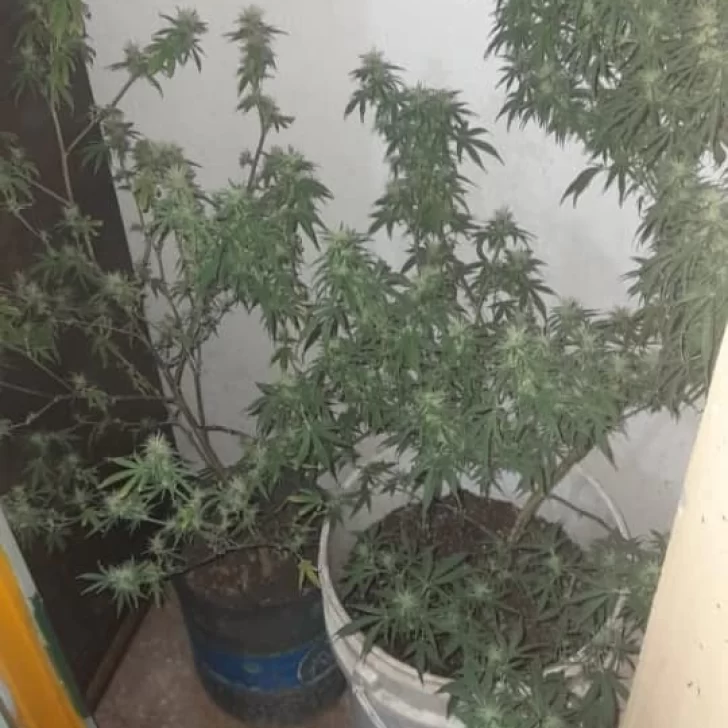 Fueron por una causa de robo y hallaron plantas de marihuana